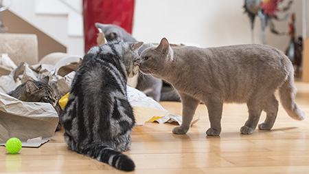 Katzenschar ganz friedlich