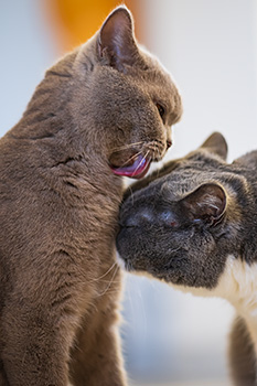 Tom&Jerry