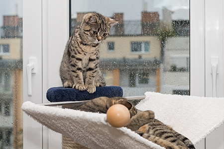 Regenwetter