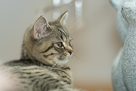 Gina, Portrait beim Bärli