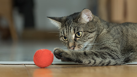 Lilly beim Spielversuch