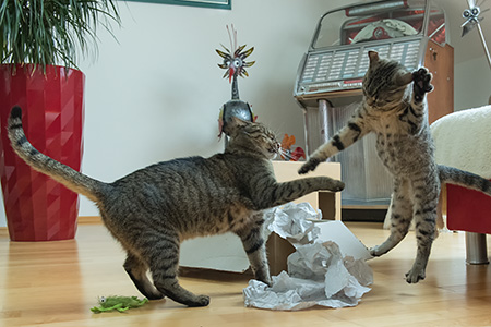 Mietzekatzen KungFu