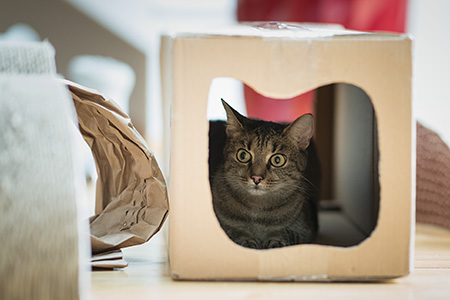 Lilly im neuen Katzentunnel