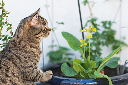 Gina bei der Gartenarbeit