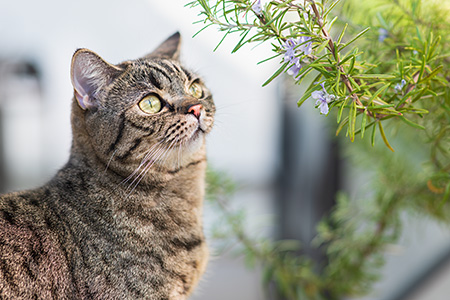 Gina bei der Gartenarbeit