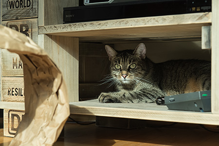 Lilly in der neuen Höhle