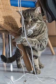 Gina und die Weihnachtsbeleuchtung 1