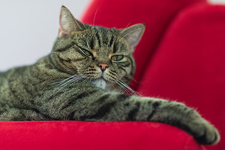 Gina auf der Couch