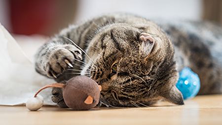 Gina beim intensiven Spielen