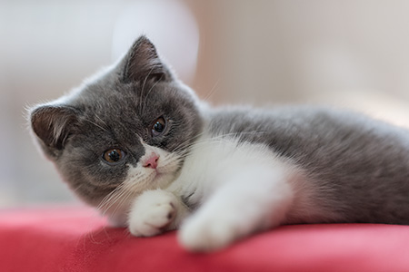 Tom auf der Couch