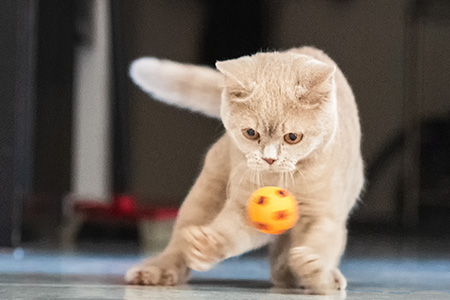 Jerry und der Ball