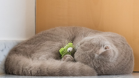 Jerry mit Kuscheltierchen