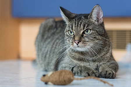 Lilly putzmunter in der Küche