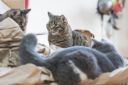 Gina, Lilly und Tommy