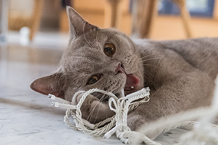 Jerry und die Weihnachtsbeleuchtung