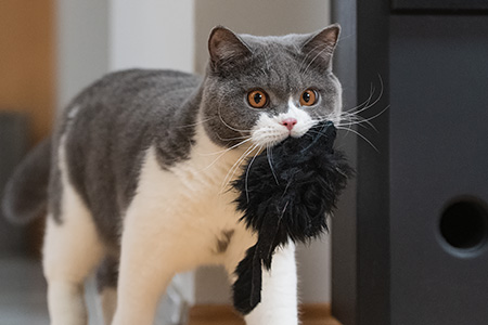 Tom bringt die Ratte zurück